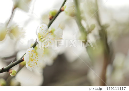 梅林公園でみた梅の花 梅林公園でみた梅の花 139111117