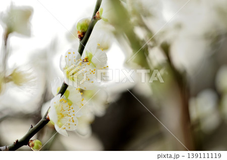 梅林公園でみた梅の花 139111119