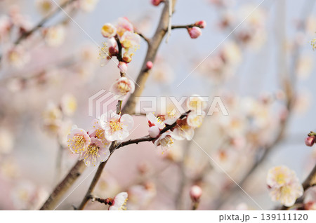 梅林公園でみた梅の花 梅林公園でみた梅の花 139111120