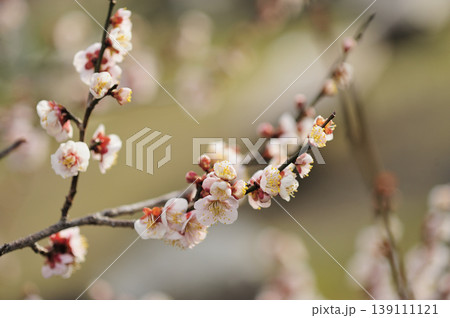 梅林公園でみた梅の花 139111121