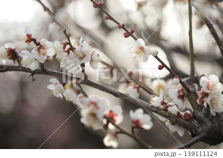 梅林公園でみた梅の花 梅林公園でみた梅の花 139111124