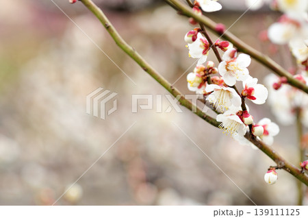 梅林公園でみた梅の花 梅林公園でみた梅の花 139111125