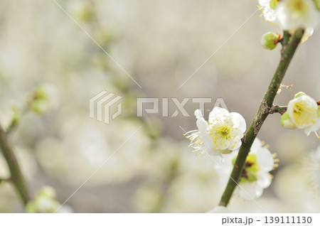 梅林公園でみた梅の花 梅林公園でみた梅の花 139111130