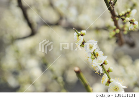 梅林公園でみた梅の花 梅林公園でみた梅の花 139111131
