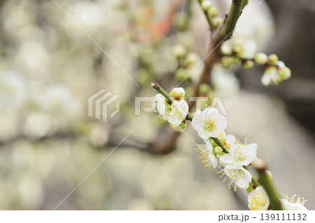 梅林公園でみた梅の花 梅林公園でみた梅の花 139111132