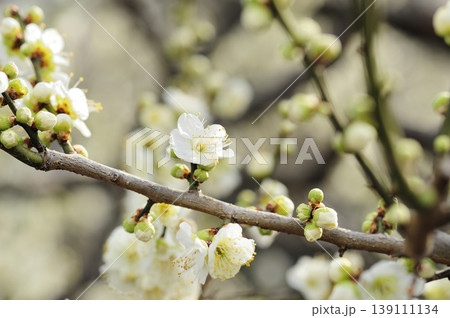 梅林公園でみた梅の花 139111134