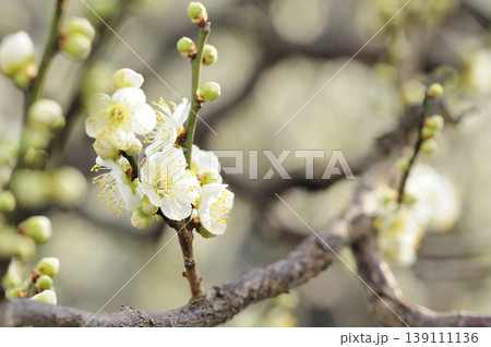 梅林公園でみた梅の花 梅林公園でみた梅の花 139111136