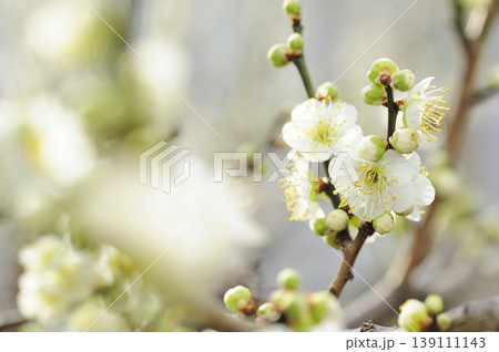 梅林公園でみた梅の花 139111143