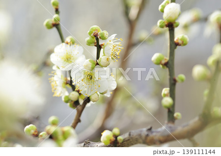 梅林公園でみた梅の花 梅林公園でみた梅の花 139111144