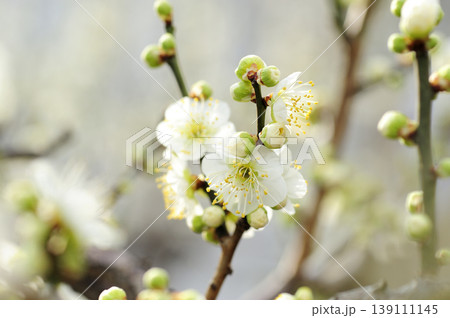 梅林公園でみた梅の花 梅林公園でみた梅の花 139111145
