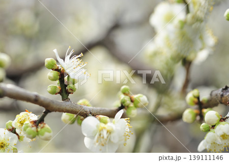 梅林公園でみた梅の花 梅林公園でみた梅の花 139111146