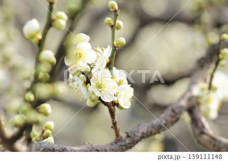 梅林公園でみた梅の花 梅林公園でみた梅の花 139111148