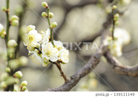 梅林公園でみた梅の花 梅林公園でみた梅の花 139111149