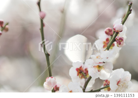 梅林公園でみた梅の花 梅林公園でみた梅の花 139111153