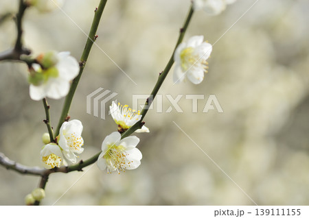 梅林公園でみた梅の花 139111155