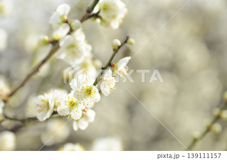 梅林公園でみた梅の花 梅林公園でみた梅の花 139111157