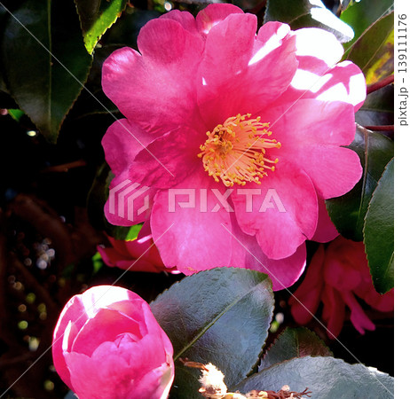 陽光に輝くピンクの椿の花と蕾　冬から春へ咲く華やかな一輪 139111176