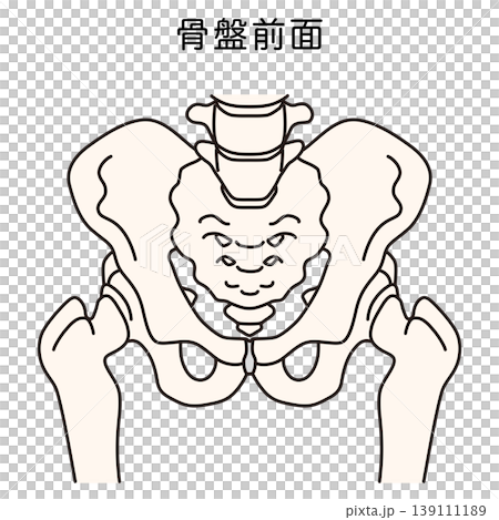 Front of the pelvis 139111189