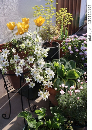 玄関前の花の寄せ鉢 139111192