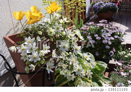 玄関前の春の花の寄せ鉢 玄関前の春の花の寄せ鉢 139111193