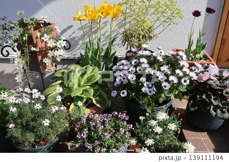 玄関前の春の花の寄せ鉢 139111194