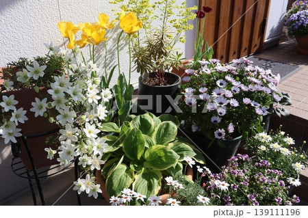 玄関前の花の寄せ鉢 139111196
