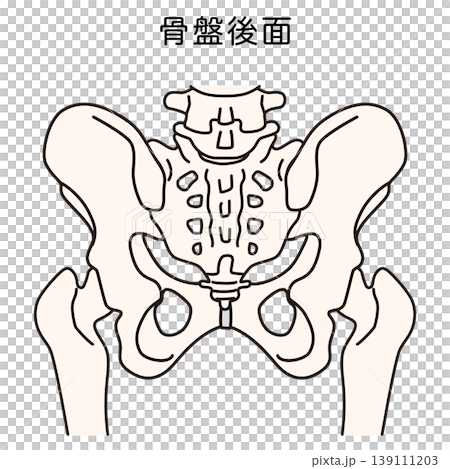 骨盆後部 139111203