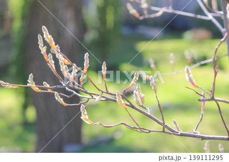 Spring buds of Amelanchier tree blooming in garden under soft sunlight highlighting seasonal renewal Spring buds of Amelanchier tree blooming in garden under soft sunlight highlighting seasonal renewal 139111295