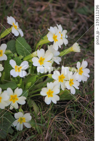 White common primrose flowers blooming in green grass on a sunny spring day in natural garden setting White common primrose flowers blooming in green grass on a sunny spring day in natural garden setting 139111296
