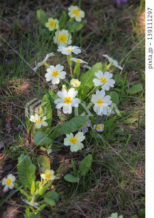 White common primrose flowers blooming in green grass on a sunny spring day in natural garden setting White common primrose flowers blooming in green grass on a sunny spring day in natural garden setting 139111297