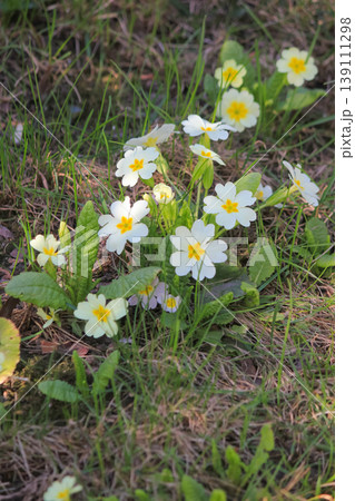 White common primrose flowers blooming in green grass on a sunny spring day in natural garden setting 139111298
