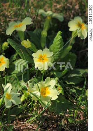 Yellow common primrose blooming in green grass under bright spring sun in natural garden environment 139111300