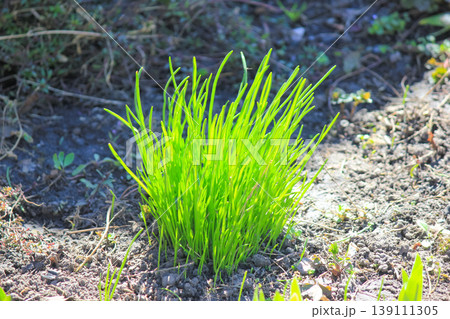 Fresh green Allium schoenoprasum chives sprouting from soil in sunny spring garden under natural light Fresh green Allium schoenoprasum chives sprouting from soil in sunny spring garden under natural light 139111305