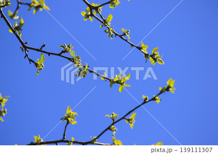 Fresh green Malus domestica apple tree leaves on branches against clear blue sky in sunny spring garden Fresh green Malus domestica apple tree leaves on branches against clear blue sky in sunny spring garden 139111307