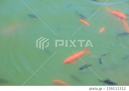 Group of orange and dark goldfish swimming in green water of sunny spring pond with soft ripples 139111312
