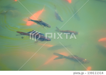 Group of orange and dark goldfish swimming in green water of sunny spring pond with soft ripples Group of orange and dark goldfish swimming in green water of sunny spring pond with soft ripples 139111314
