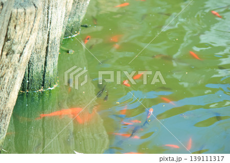 Bright goldfish and koi swim in a green garden pond by a rustic wooden pier in natural sunlight 139111317
