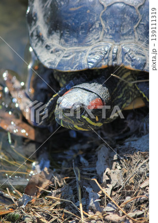 Close up of a red-eared slider turtle basking on a sunny pond shore in its natural wild habitat 139111319