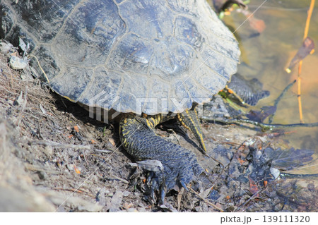 Detailed view of a red-eared slider turtle shell and claws basking on a sunny pond shore in the wild 139111320