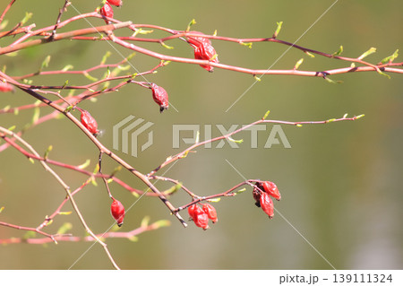 Red rose hips on thin branches with fresh green buds under bright sunlight in a spring garden park 139111324