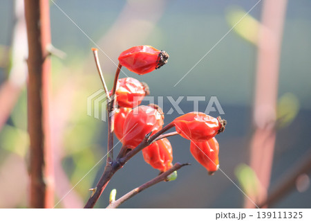 Red rose hips on thorny branches with fresh spring buds in a bright sunlit outdoor garden setting 139111325