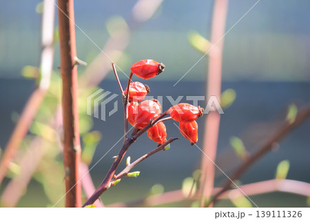 Red rose hips on thorny branches with fresh spring buds in a bright sunlit outdoor garden setting 139111326