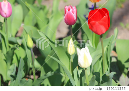 A delicate white tulip stands out among vibrant red tulips in a sunny spring garden floral background 139111335
