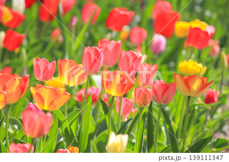 A vibrant sea of red and yellow tulips blooming in a sunlit spring garden meadow 139111347