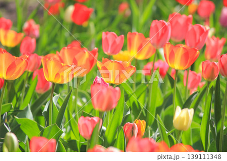 A vibrant sea of red and yellow tulips blooming in a sunlit spring garden meadow 139111348