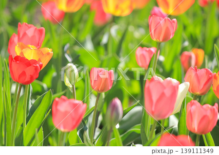 A vibrant sea of red and yellow tulips blooming in a sunlit spring garden meadow 139111349