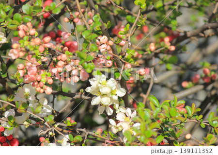A vibrant spring shrub with delicate white and red flowering quince blossoms in sunlight 139111352