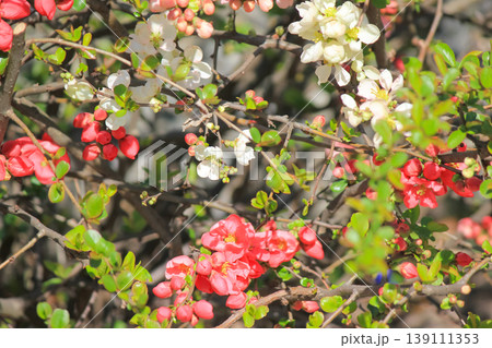 A vibrant spring shrub with delicate white and red flowering quince blossoms in sunlight 139111353