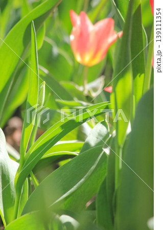 Lush green tulip leaves with a softly blurred vibrant spring flower in the background under sunlight Lush green tulip leaves with a softly blurred vibrant spring flower in the background under sunlight 139111354