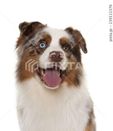 brown australian shepherd brown australian shepherd 139111376